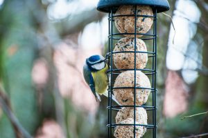 bird feeder