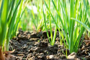 Chives growing on garden soil under sunshine