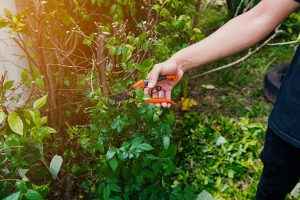 Working with cutting shears to prune honey Cape honeysuckles