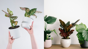 Houseplants