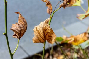 Dry leaves on branch in tree branch preparing for dormancy