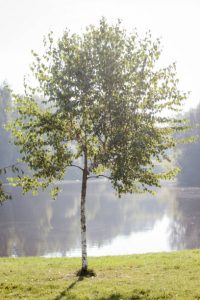 Dwarf river birch tree river side.