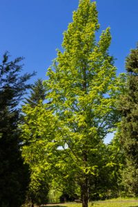 The fresh green leaves of the Dawn redwood tree