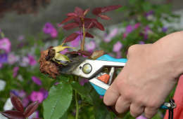 Deadheading