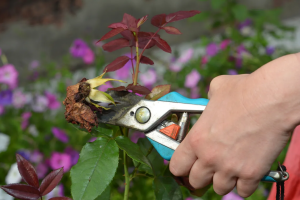 Deadheading