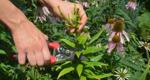 Deadheading