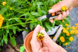 Deadheading