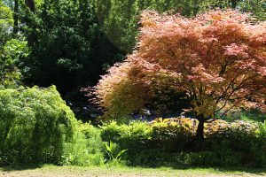 Dwarf Japanese maples (green and pink), growing in full sun in a landscaped oriental garden.