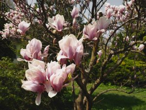 Dwarf magnolia tree with pinkish-white flowers,