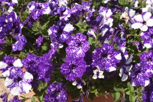 The night sky petunia flower in full bloom garden.