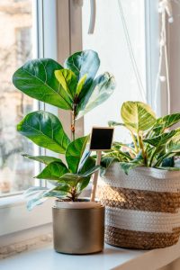 Fiddle leaf in the pot at home.