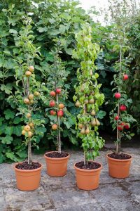 Fruit in containers