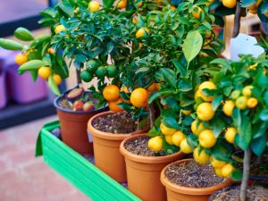 Fruit in containers