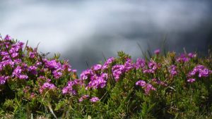 The Cape Peninsula natural fynbos vegetation growing in bloom