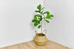 Fiddle leaf fig tree on corner of a room Indoor houseplant for home and living room interior.