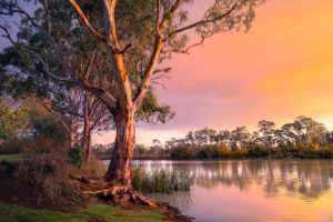 Scenery of gum trees overlooking the river