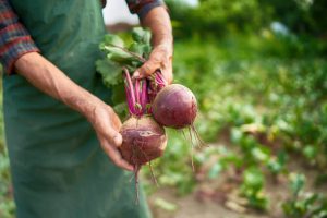 Farmer holding harvested beet