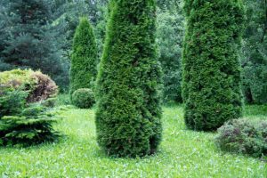 Beautiful garden with juniper evergreen shrub trees