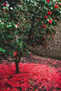 Camellia flower with fallen leaves during late autumn