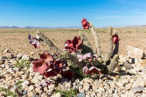 A Kalahari cactus plant with red flowers in bloom on the gravel plains of the Namib Desert.