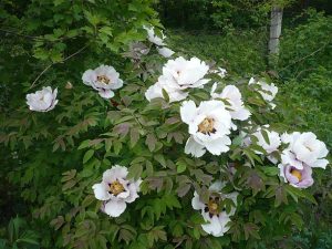 Mock orange bush tree blooming gracefully in the garden