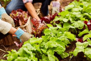 Vegetables in organic garden