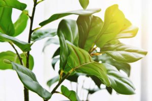 Closed up of Fiddle leaf fig tree houseplant