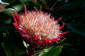 King type of Protea of the Fynbos with large deep pink foliage