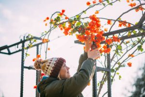 Young Woman Pruning her bougainvillea plant