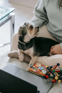 Winter games to play with your pets