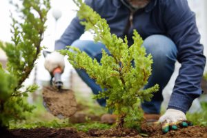 Gardener planting juniper plants in the yard. Seasonal works in the garden.