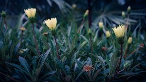Glow flower in the evening