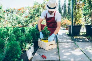 Man outside garden repotting young juniper shrubs