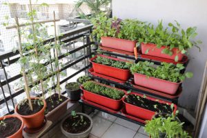 Vegetables planted on a terrace vertical garden in balcony