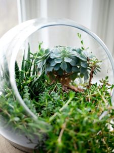 Houseplants