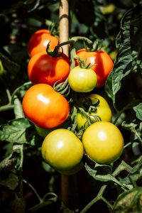 Why tomatoes aren't ripening