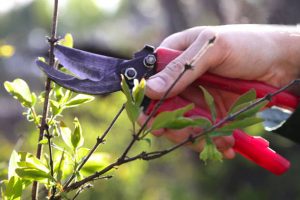 Gardening: Pruning Viburnum in time for spring