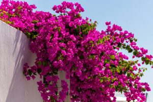Blooming redish pinkish bougainvillea flowers
