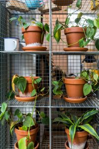Vertical Garden