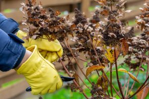 Gardener busy with bush hydrangea cutting with shears in the garden.
