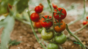 Why tomatoes aren't ripening