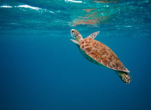 World Ocean Day