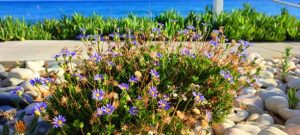 Gravel coastal garden design