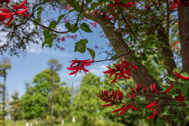 Ivory flower shaped like plant in Africa