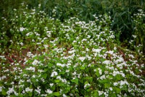 Buckwheat plant flowering in a garden field