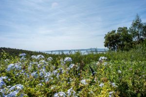 Coastal garden with blue white flowers blooming