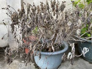 Dead plant with dried and withered leaves