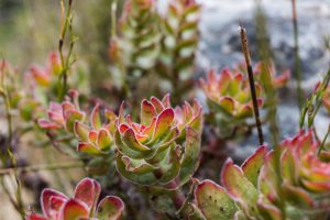 Vibrant branches of a Crassula succulent fynbos