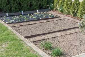 Starting a no-dig garden from stretch