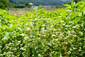 Summer loving buckwheat crops flowering in a garden